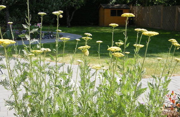 A modern family garden South Sutton