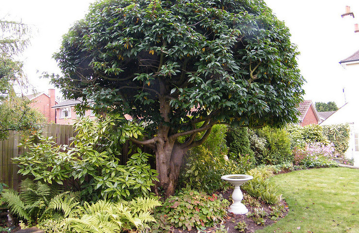 Plant design filling a large gap in a traditional garden -Belmont Surrey