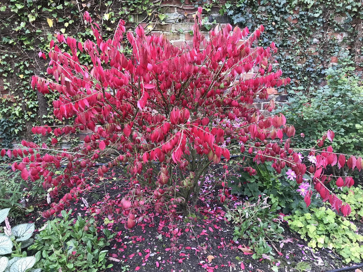 Large family garden