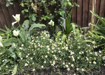 Border in front of patio