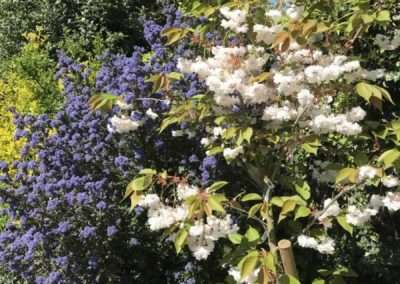 Ceanothus