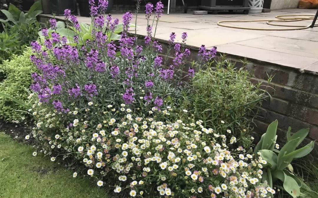 Border in front of patio- South Sutton