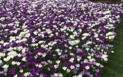 Spring is in the air