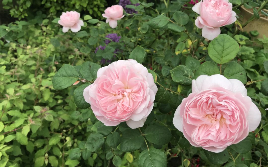 Summer excitement in the garden