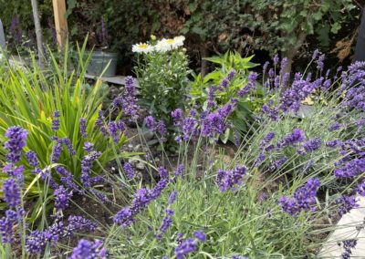 Soft planting adding colour to the garden