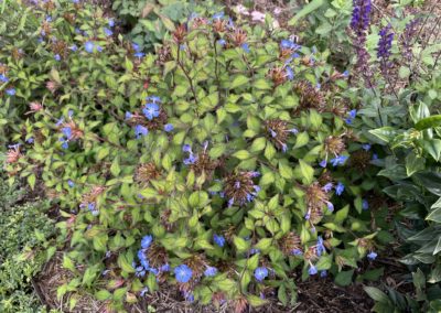 Ceratostigma