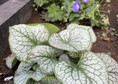 Shade loving Brunnera macrophylla 'Jack Frost'