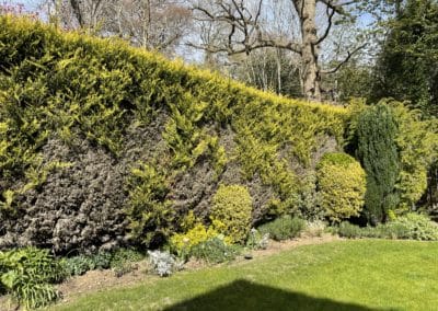 A dying hedge- before