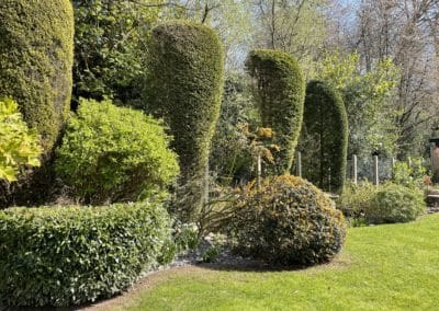 Dying hedge shrubs-before