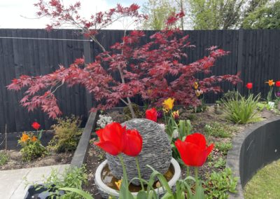 Spring planting and Acer with water feature