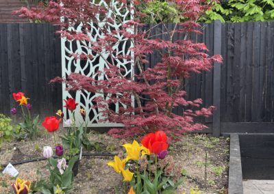 Spring bulbs, decorative screen and Acer