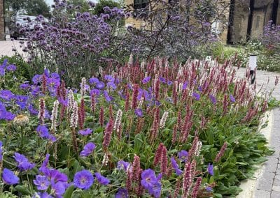 Pink, purple and while colours showing off the impactful garden design.