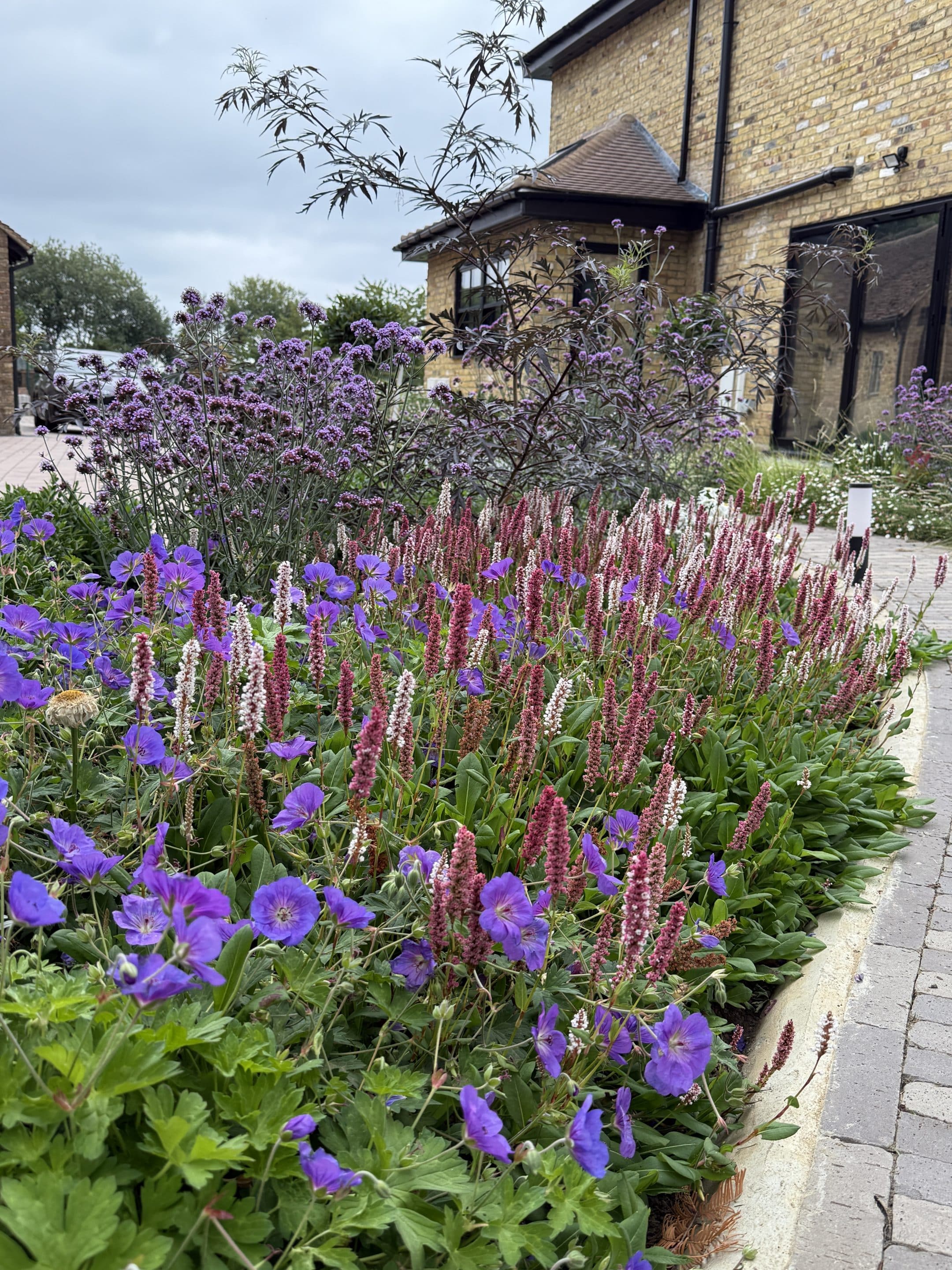 Pink, purple and while colours showing off the impactful garden design.
