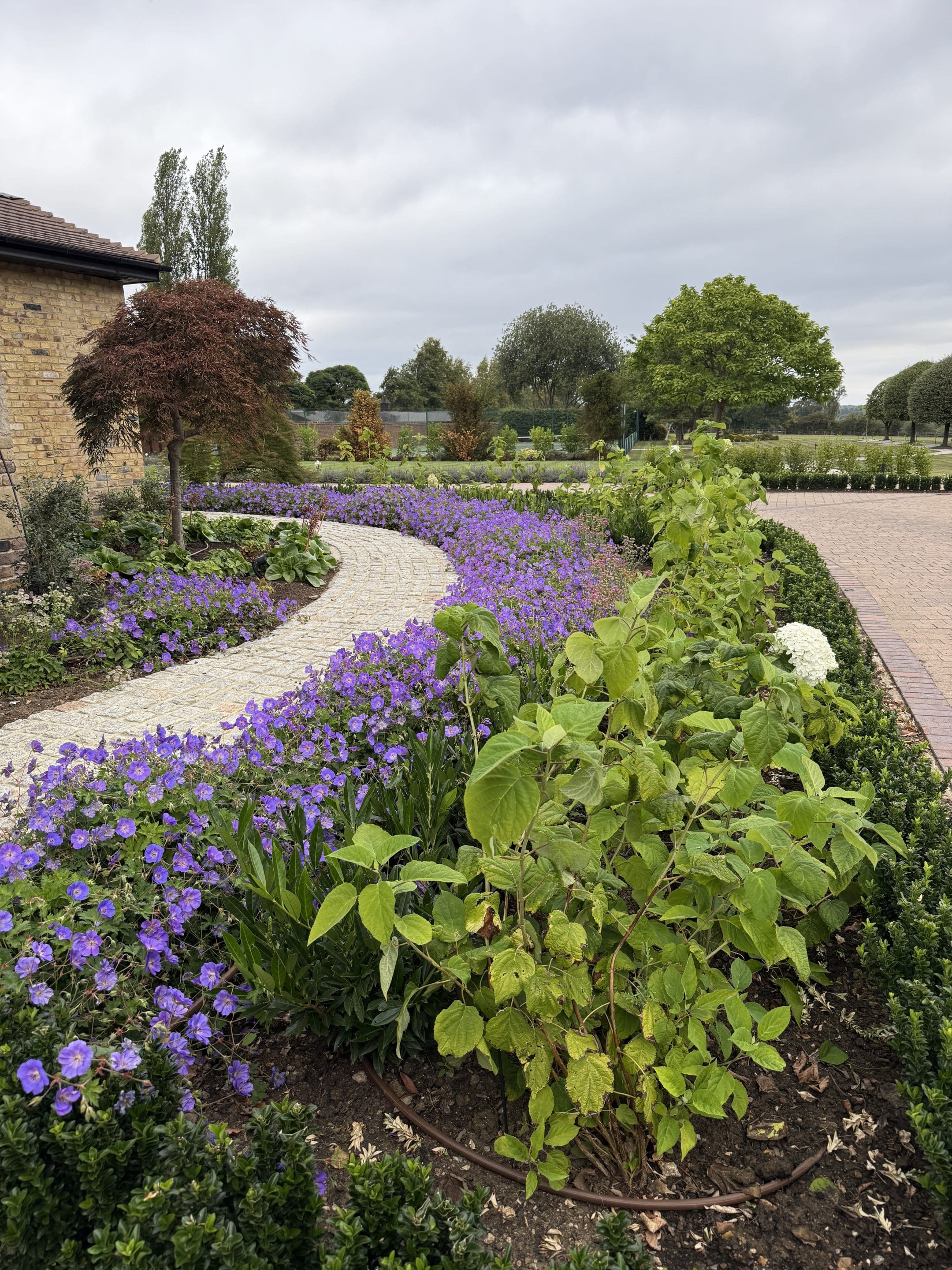 Geranium Rozanne and Hydrangea Annabelle Strong as well as Prunus Otto Luyken line the driveway and path around the house. The impact of the plant design takes your breath away.