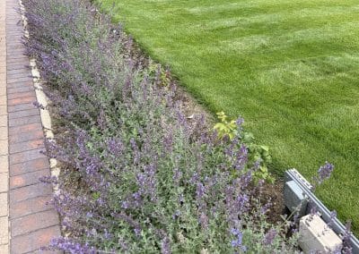 The plant border was reshaped by reducing the planting area and increasing the lawn area. Existing roses were replanted with new Nepetas or Catmint plants.