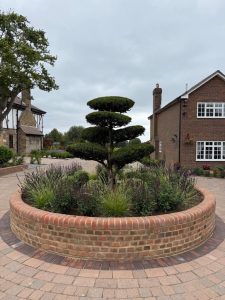A raised bed was created at the entrance of the property to house this stunning cloud pruned Yew tree.