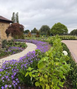 Geranium Rozanne and Hydrangea Annabelle Strong as well as Prunus Otto Luyken line the driveway and path around the house. The impact of the plant design takes your breath away.