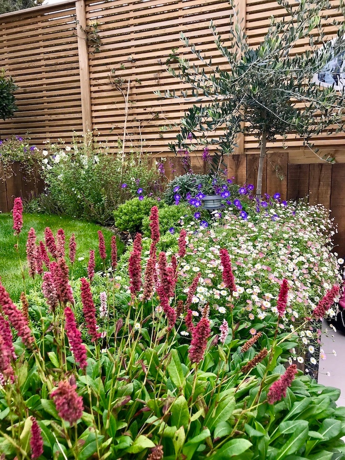 Venetian fencing adding class to a garden design